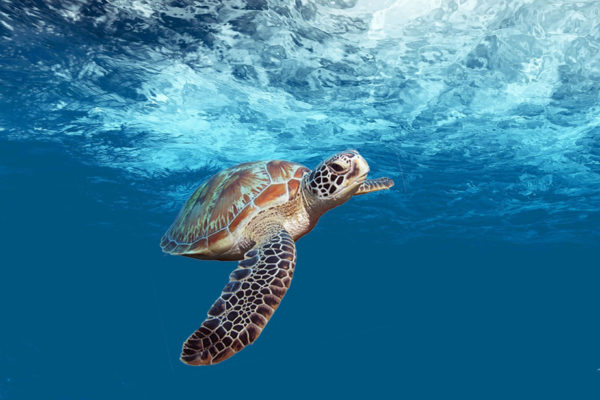 turtle-4032570_1920 turtle-4032570_1920