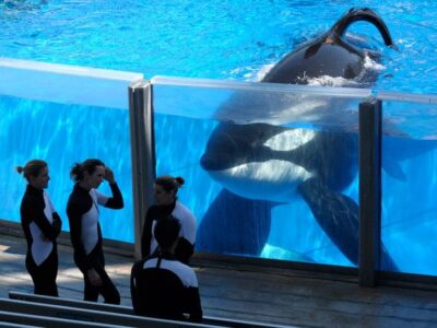Tilikum-to-be-reti_3591503k