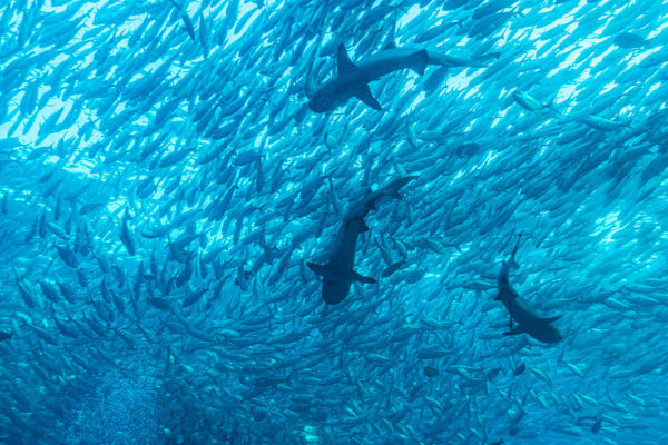 1280px-Jack_fish_and_reef_sharks 1280px-Jack_fish_and_reef_sharks