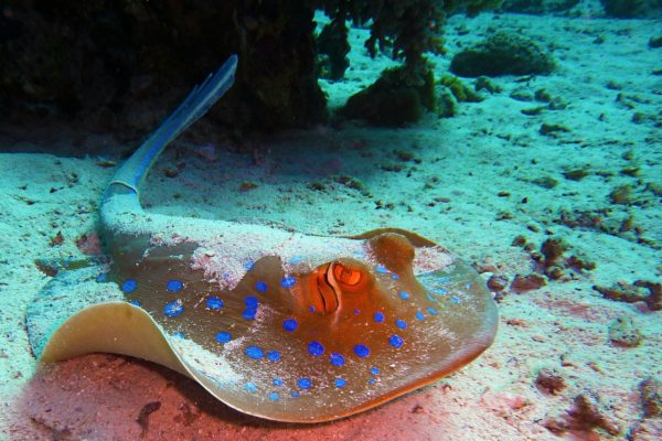 blue-spotted-stingrays-380035_1280 blue-spotted-stingrays-380035_1280
