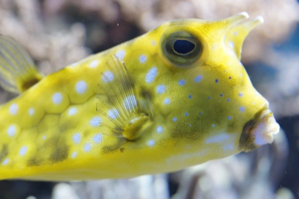 boxfish-332111_1280 boxfish-332111_1280
